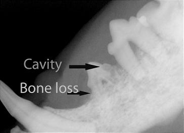Cavity and Bone Loss Image Cheshire Cat Feline Health Center