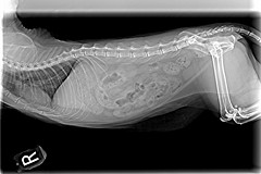 Feline X Ray Image Cheshire Cat Feline Health Center