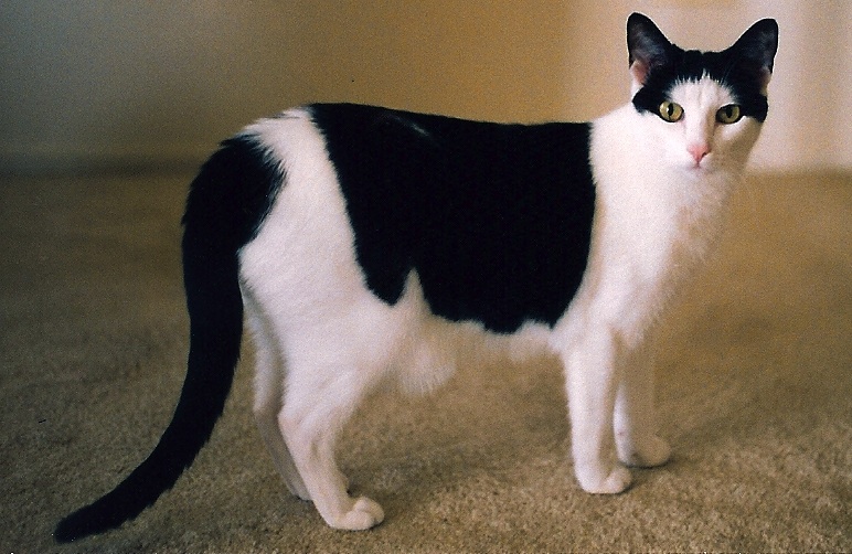 Cheshire Cat Clinic, the premier provider of feline-exclusive veterinary care in San Diego, California Cheshire Cat Clinic, the premier provider of feline-exclusive veterinary care in San Diego, California