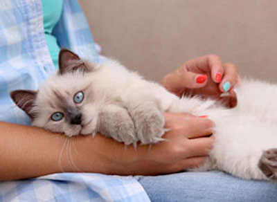 Cats Image Cheshire Cat Feline Health Center San Diego CA Cats Image Cheshire Cat Feline Health Center San Diego CA