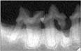 Rotten Tooth Image Cheshire Cat Feline Health Center Rotten Tooth Image Cheshire Cat Feline Health Center