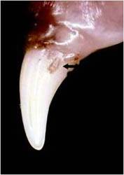 Tooth Resorption image Cheshire Cat Feline Health Center