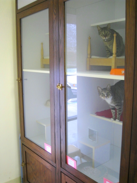 Boarding Cat Condos Cheshire Cat Feline Health Center