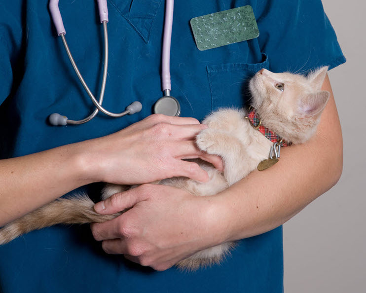 Blood Tubes, Cheshire Cat Feline Health Center
