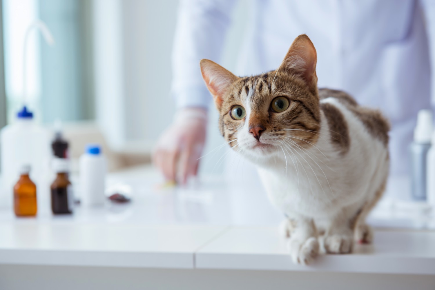 Feline Vaccination, Cheshire Cat Feline Health Center