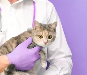 Vet Visit Kitty